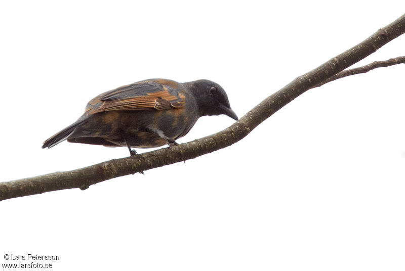 Image of Melanesian Cicadabird