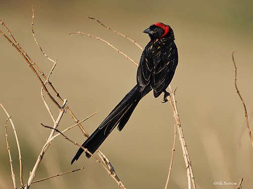 Image of Red-cowled Widowbird