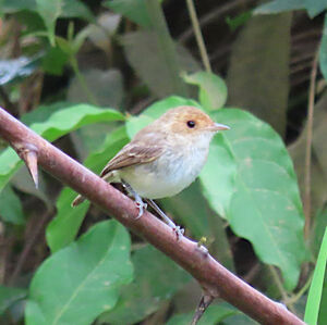 Image of Tawny-fronted Pygmy-tyrant
