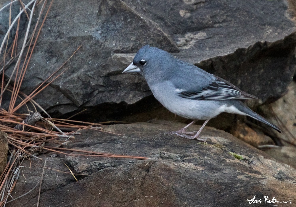 Image of Gran Canaria Blue Chaffinch