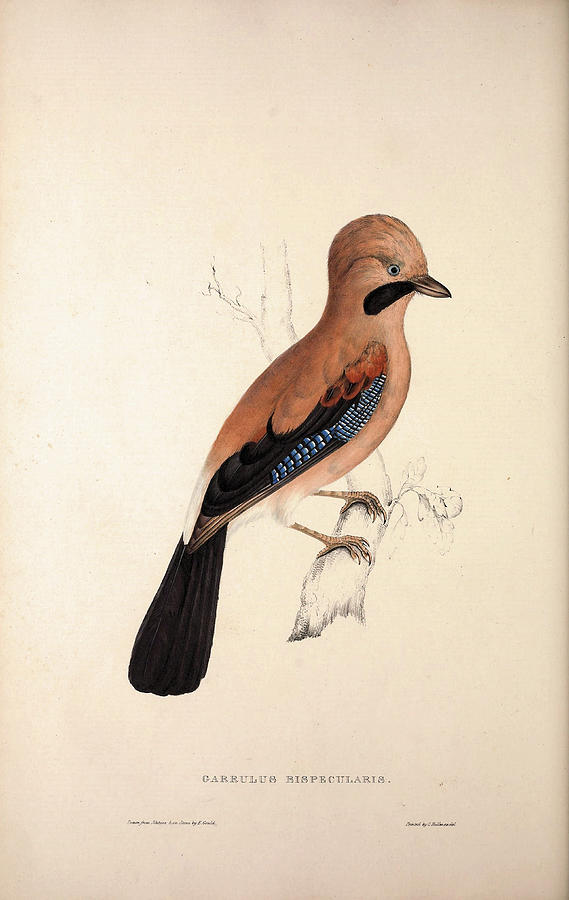 Image of Plain-crowned Jay