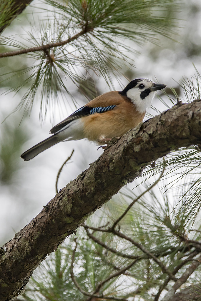 Image of White-faced Jay
