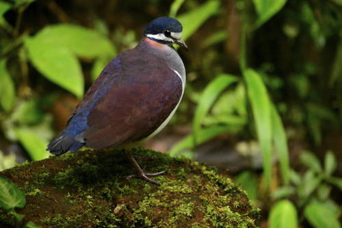 Image of Purple Quail-Dove