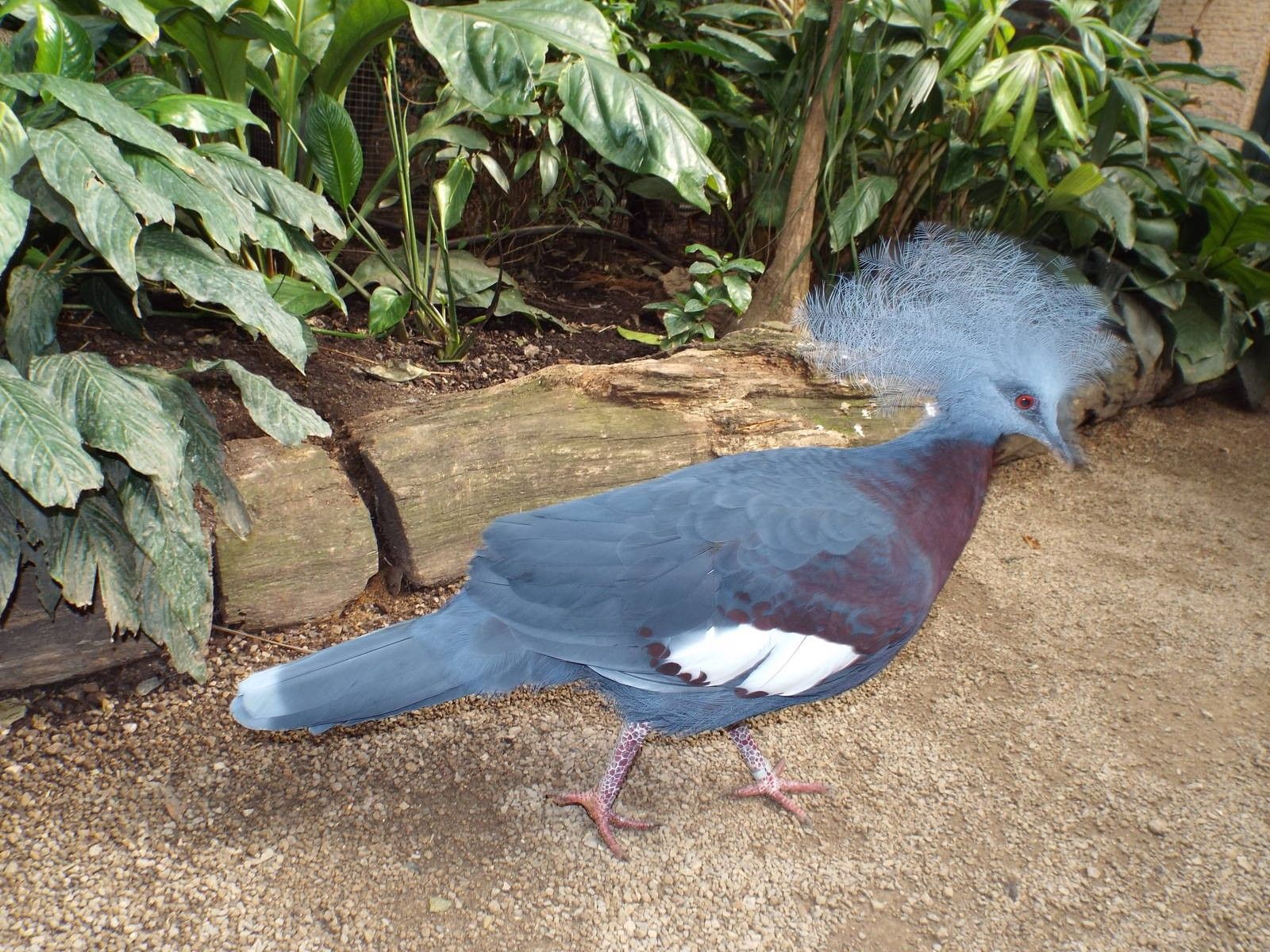 Image of Sclater's Crowned-pigeon