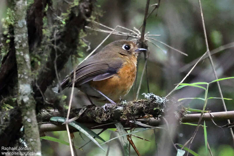 Image of Rufous-breasted Antpitta