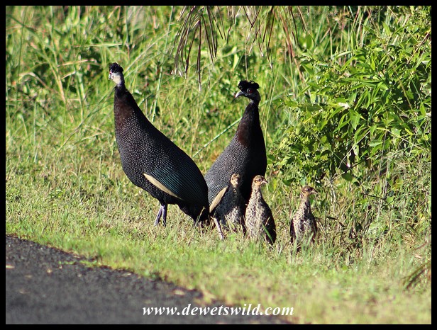 Image of Southern Crested Guineafowl