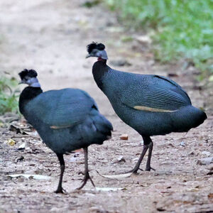 Image of Western Crested Guineafowl