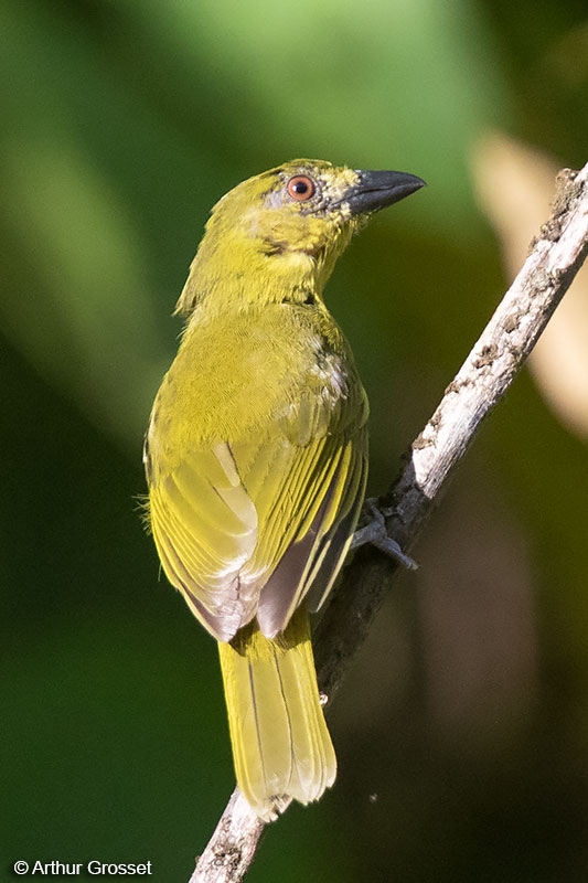Image of Yellow-lored Tanager