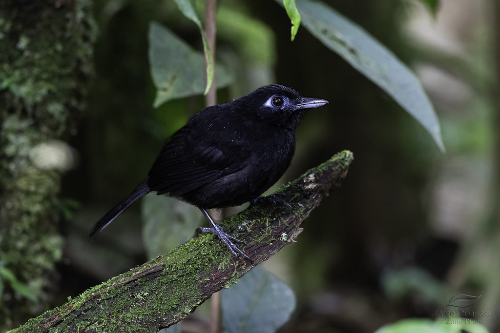 Image of Zeledon's Antbird