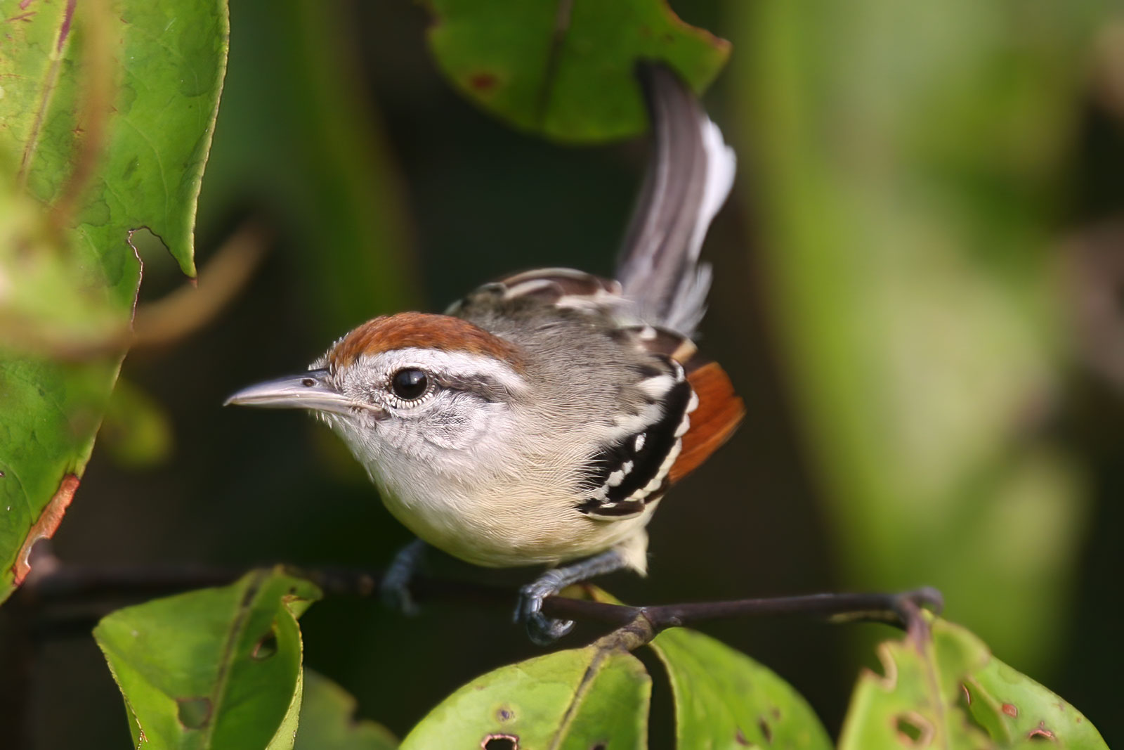 Image of Northern Rufous-winged Antwren