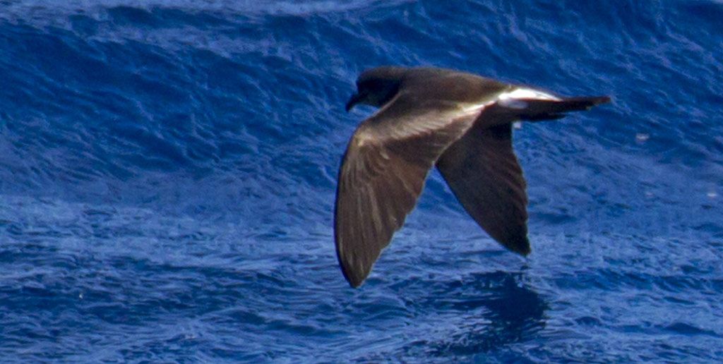 Image of Ainley's Storm-Petrel