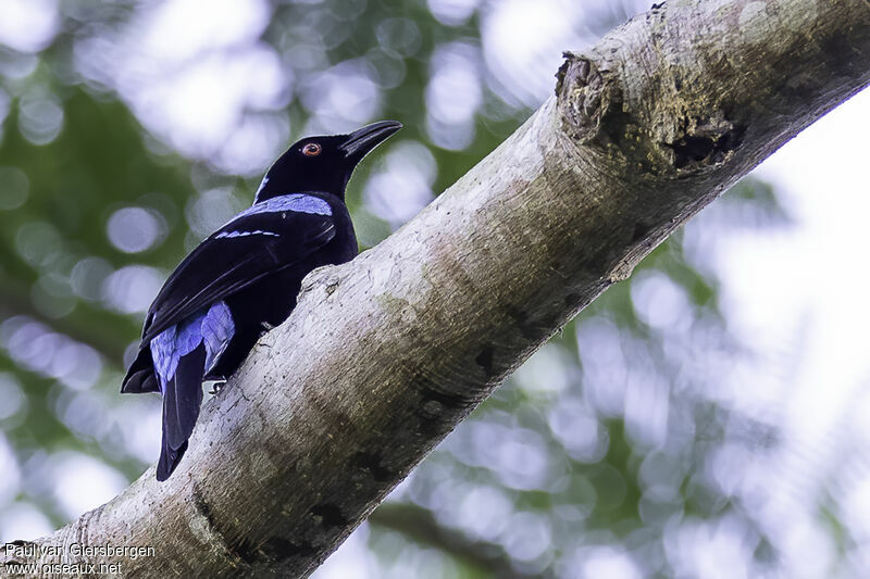 Image of Palawan Fairy-bluebird