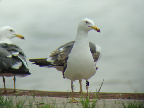 Image of Western Lesser Black-backed Gull