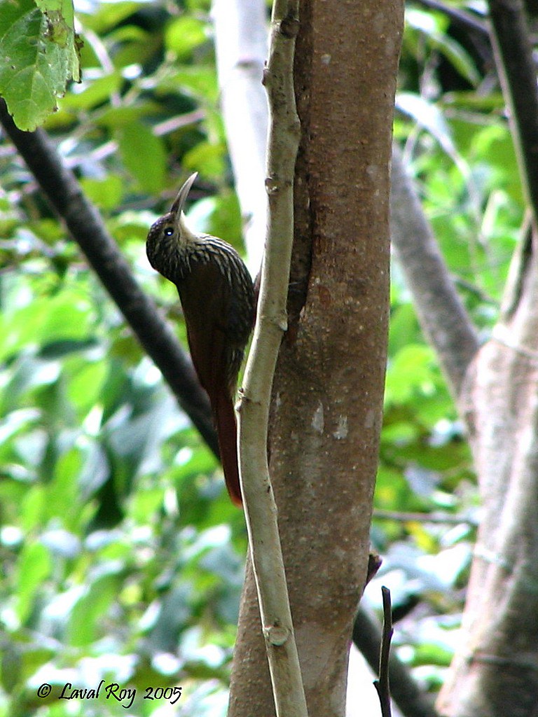 Image of Southern Spot-crowned Woodcreeper