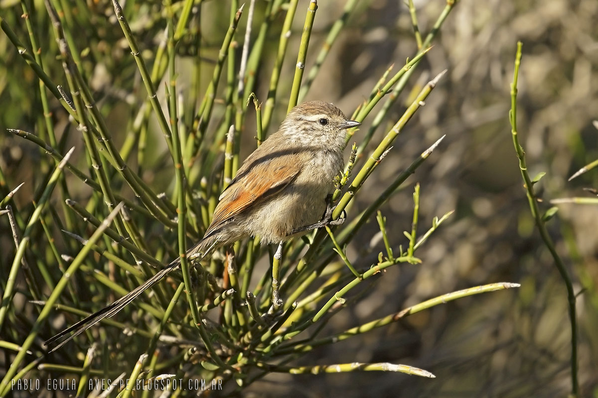 Image of Pallid Tit-Spinetail