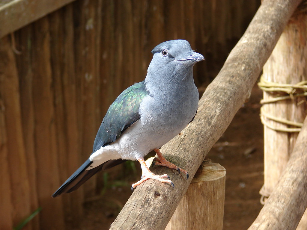Image of Anjouan Cuckoo Roller