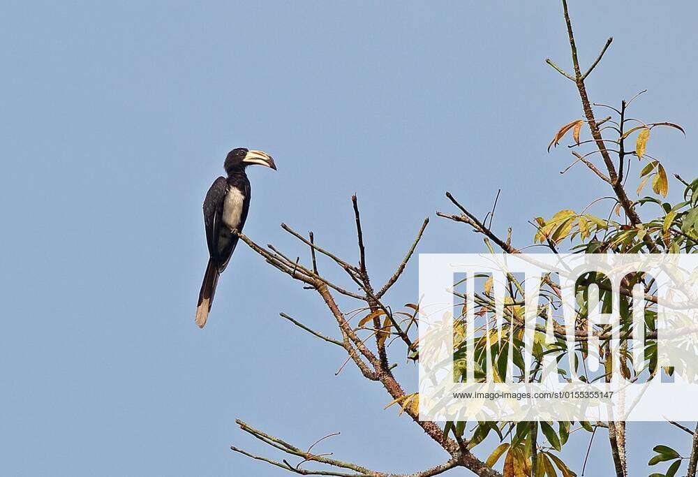 Image of West African Pied Hornbill