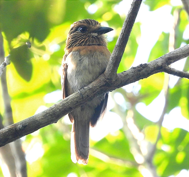 Image of Lesser Crescent-chested Puffbird