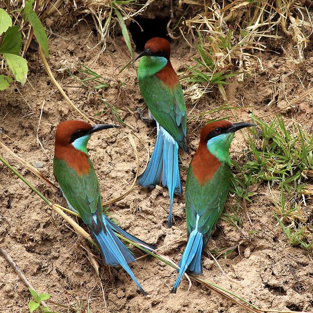 Image of Rufous-crowned Bee-eater