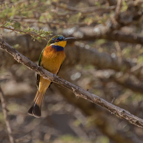 Image of Ethiopian Bee-eater