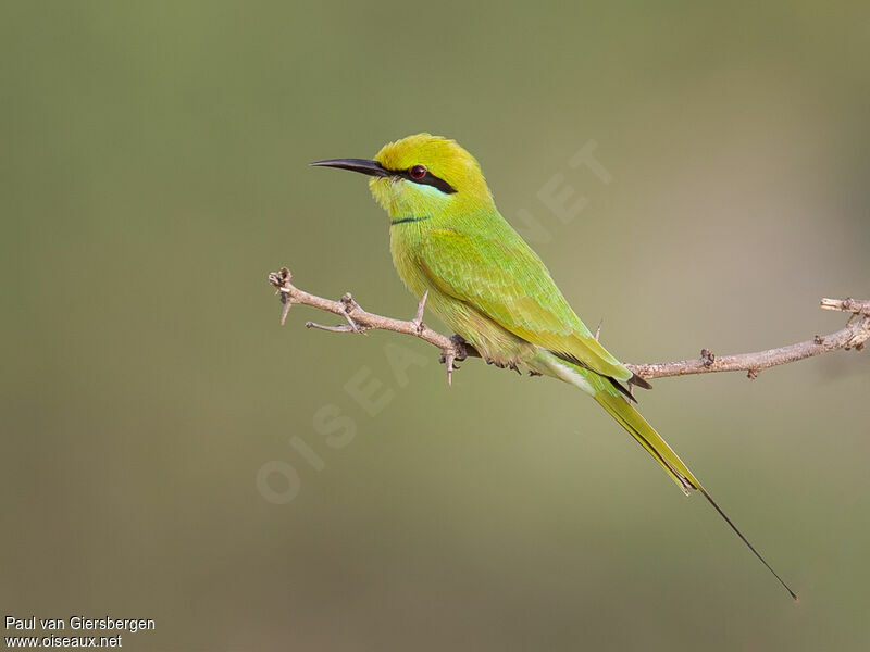 Image of African Green Bee-eater