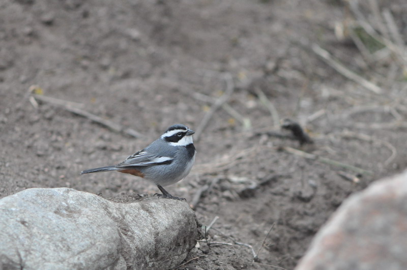 Image of Black-breasted Warbling-Finch