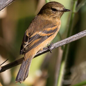 Image of Rufescent Flycatcher