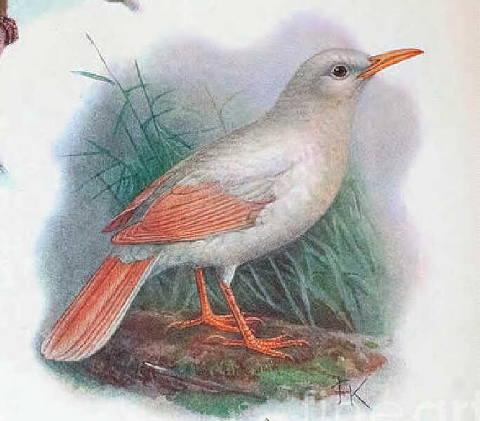 Image of Leguat's Starling