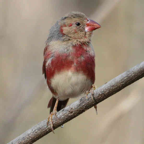 Image of White-bellied Crimson Finch