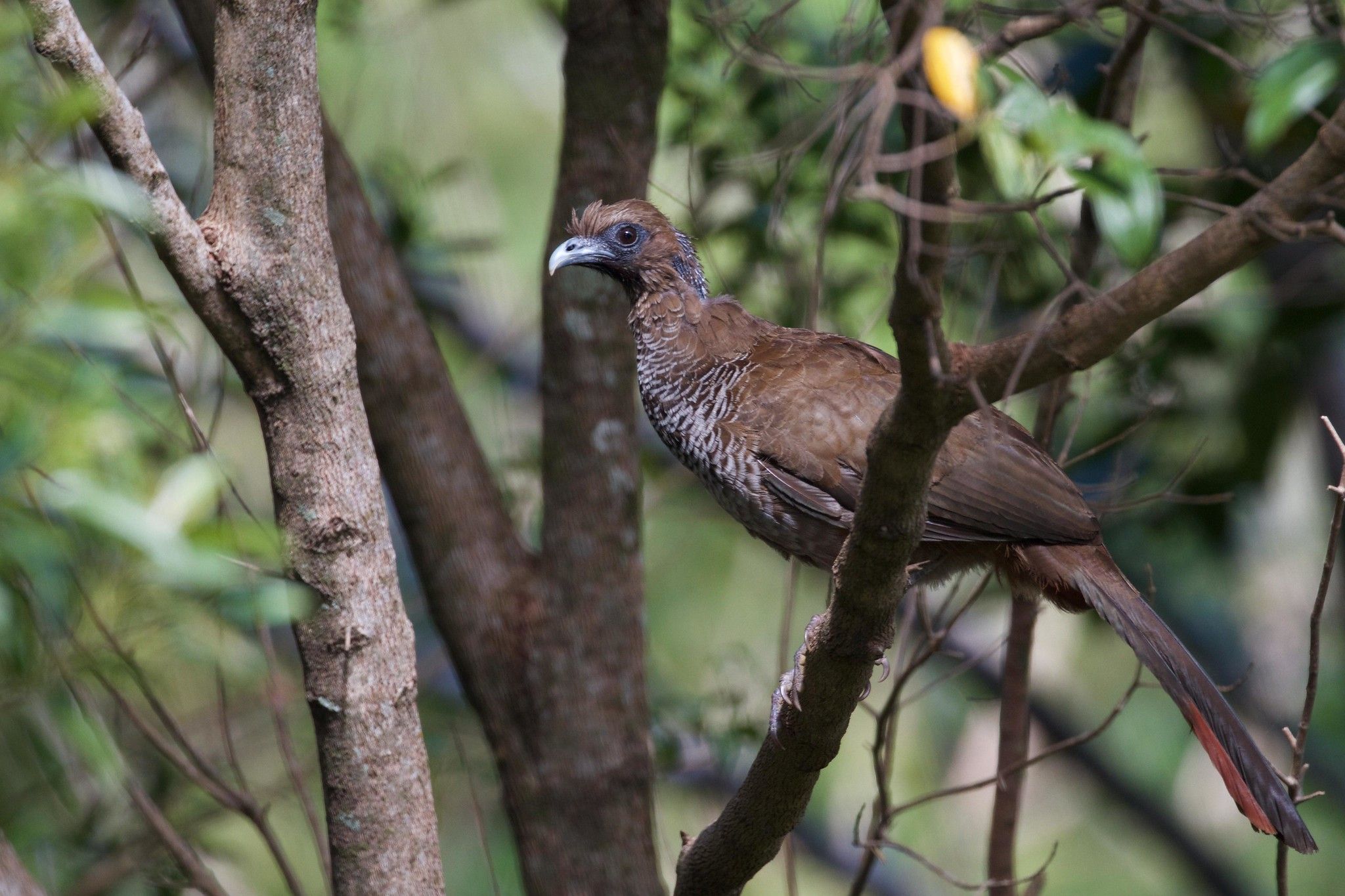 Image of Scaled Chachalaca