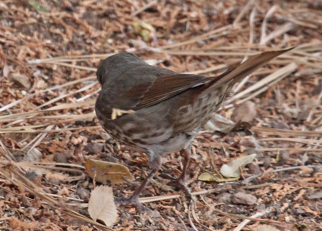 Image of Slate-colored Fox-sparrow