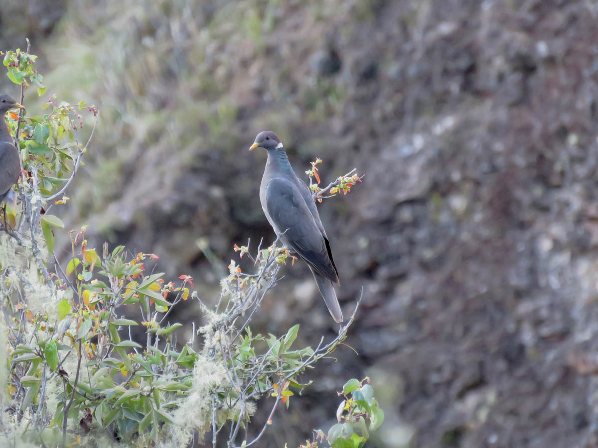 Image of Southern Band-tailed Pigeon