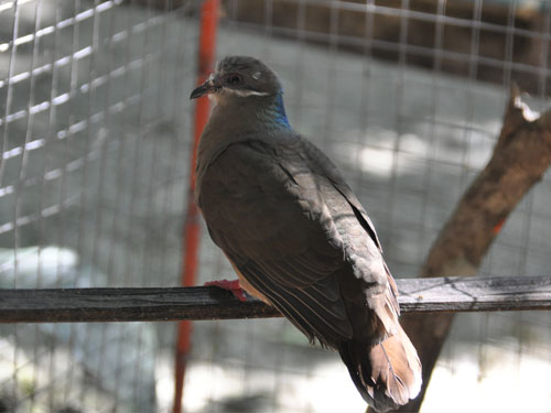 Image of Short-billed Brown-dove