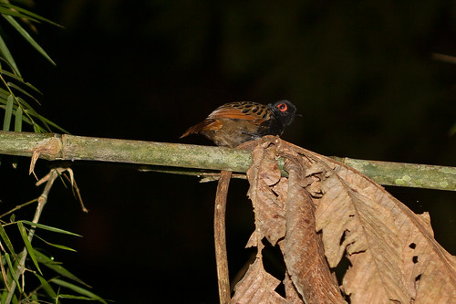Image of Black-spotted Bare-eye