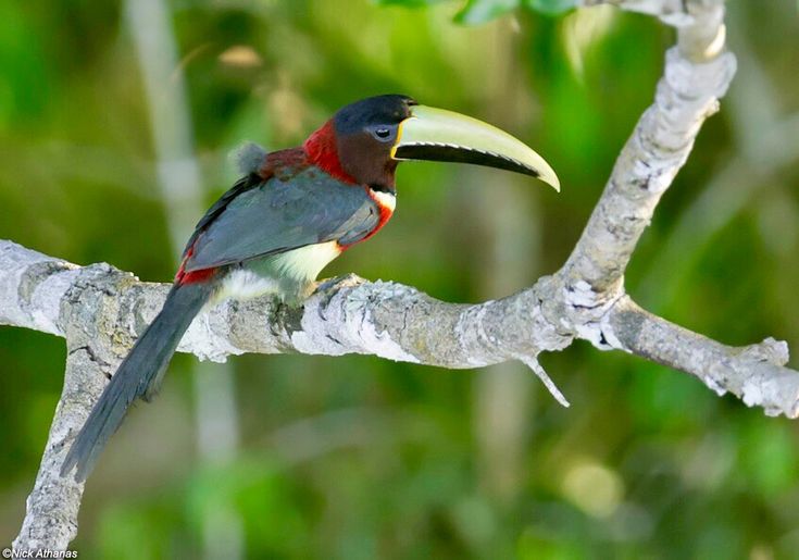 Image of Western Red-necked Aracari