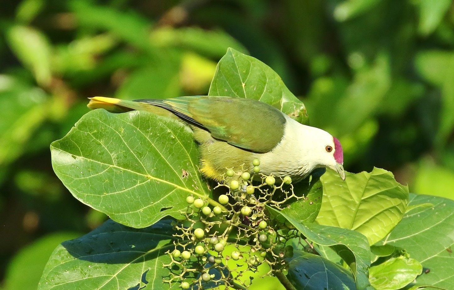 Image of Kosrae Fruit-dove