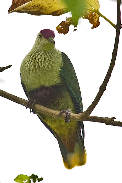 Image of Pohnpei Fruit-dove