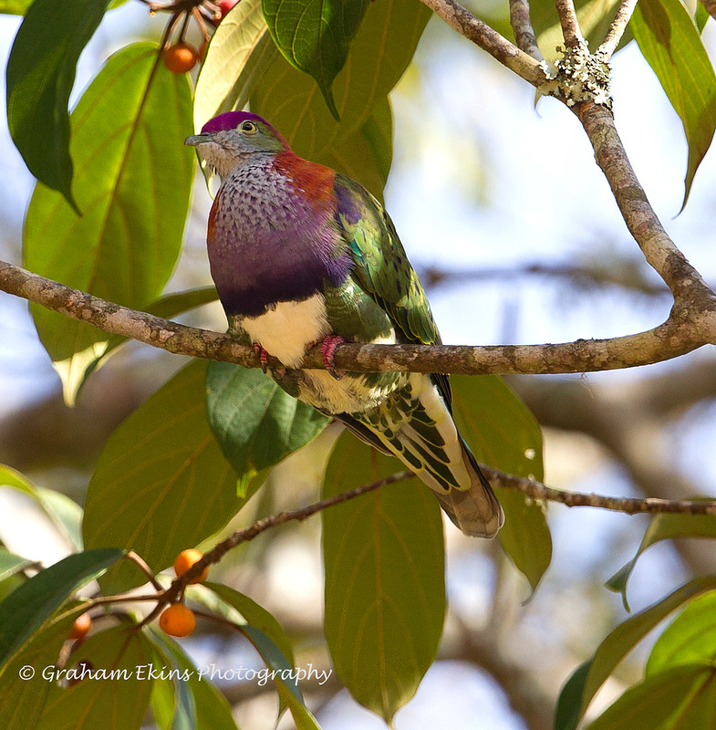 Image of Sula Fruit-dove