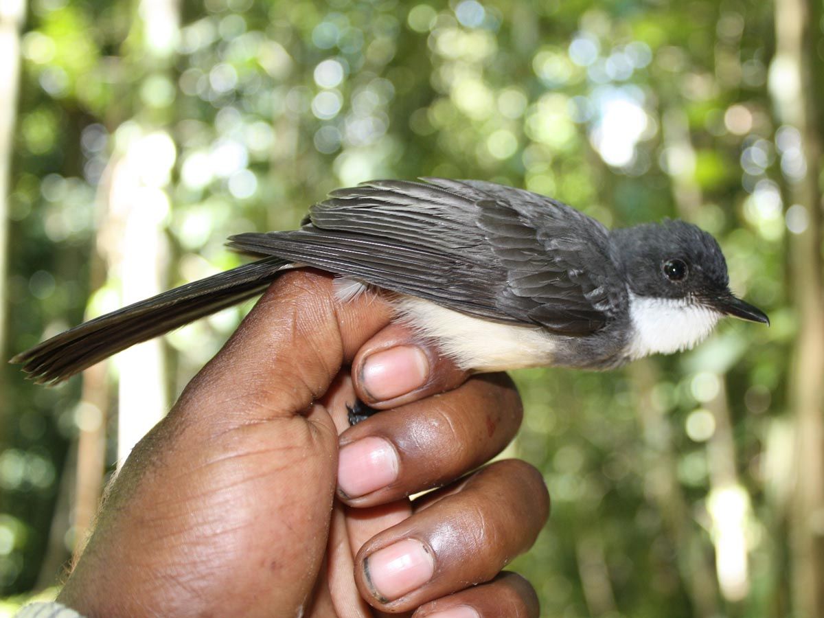 Image of Northern Fantail