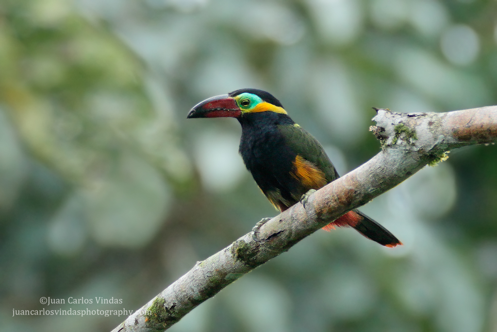 Image of Green-billed Toucanet