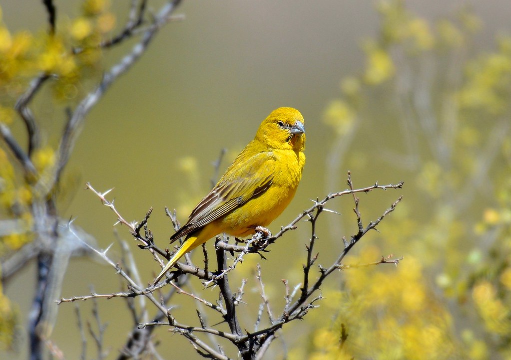 Image of Monte Yellow-Finch