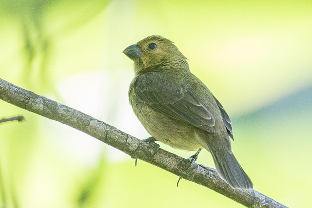 Image of Variable Seedeater