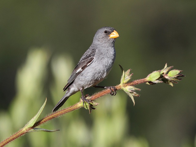 Image of Tropeiro Seedeater