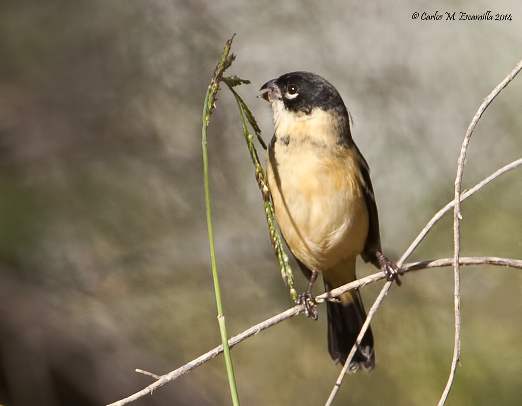 Image of White-collared Seedeater
