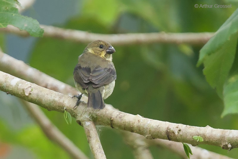 Image of Black-breasted Seedeater