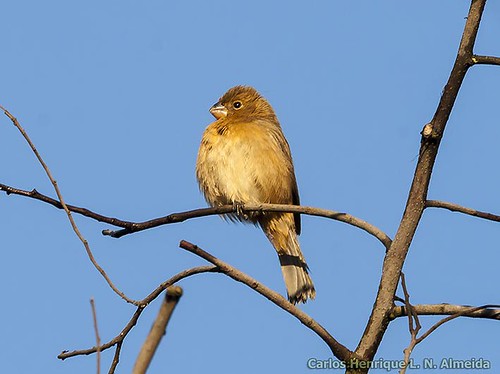 Image of Pearly-bellied Seedeater