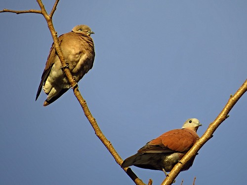 Image of Philippine Collared-dove