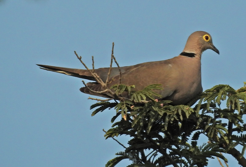 Image of Burmese Collared-dove