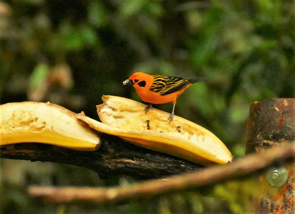 Image of Western Golden Tanager