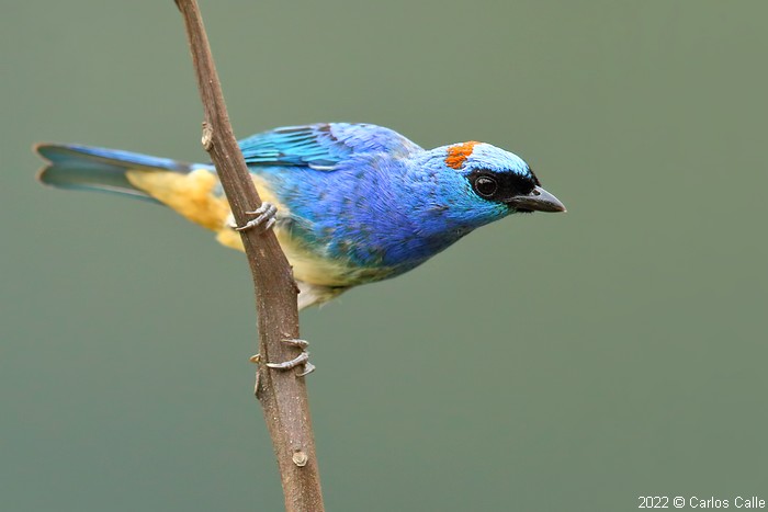 Image of Rusty-naped Tanager